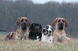 DOGUE ALLEMAND 652